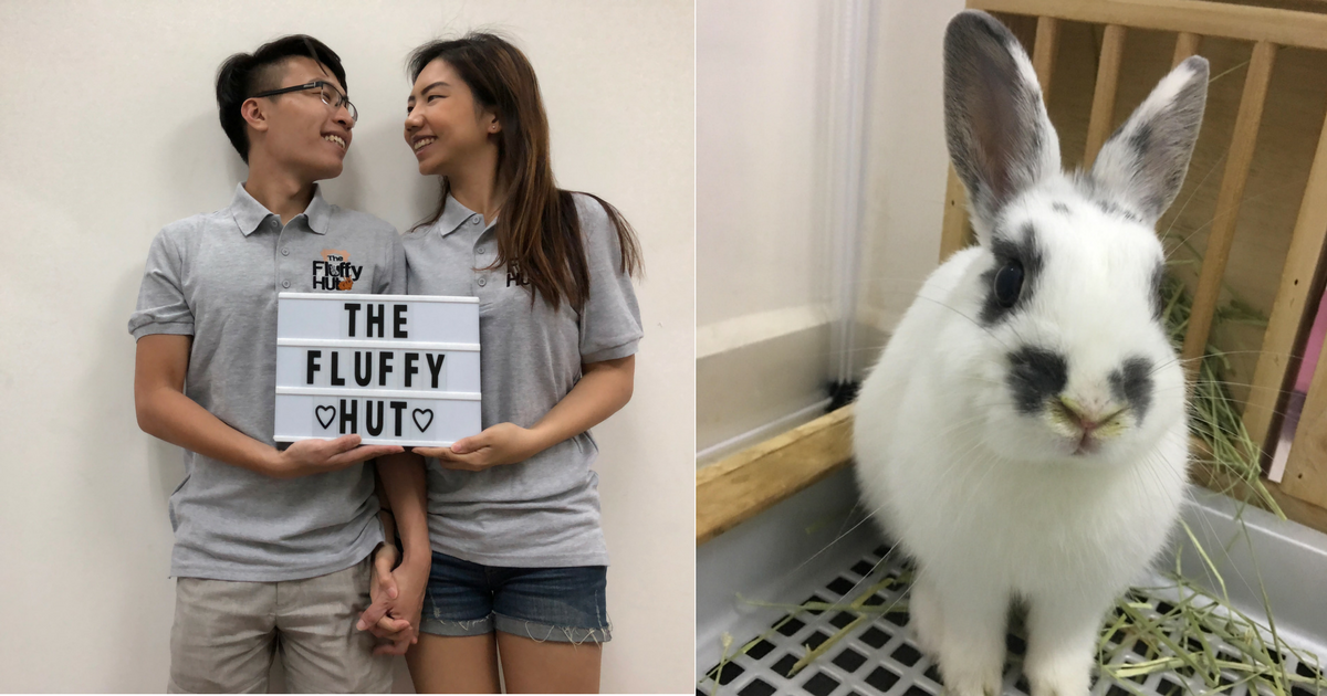 fluffy-hut-rabbit-boarding-fi
