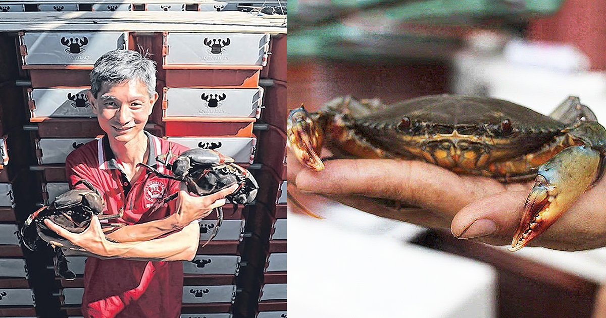 Crab Lovers Farm: Singapore's first soft shell crab farm