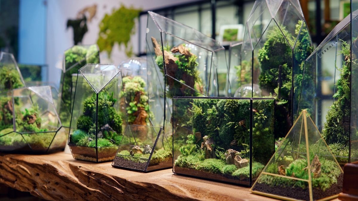 TerraLiving: Malaysian Startup Designing Artistic Moss Terrariums