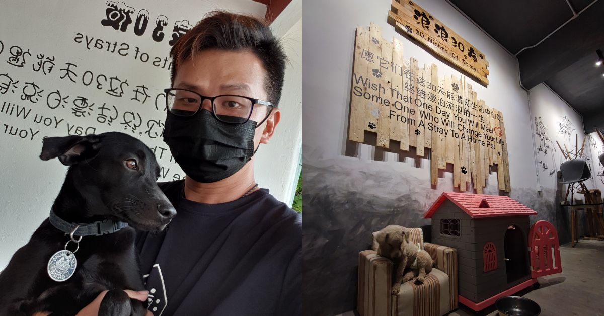 Not your usual pet cafe, this Ipoh shop lets patrons adopt stray, mixed-breed cats & dogs
