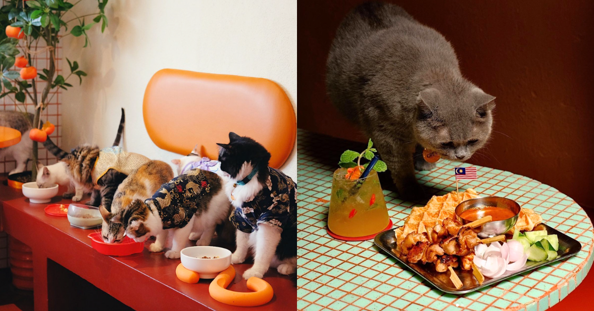 This KL pet cafe’s priority is serving good food so they can keep caring for stray kitties