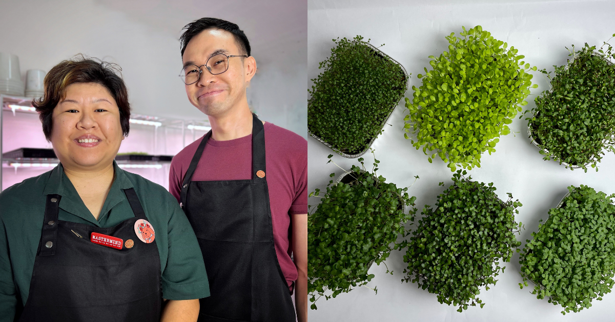 No agriculture skills, no problem: These M’sians started a microgreens biz with big ambitions