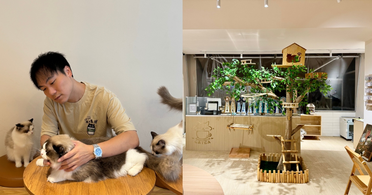 This Singaporean PR combined his love for Ragdolls and Chinese tea into a cat teahouse