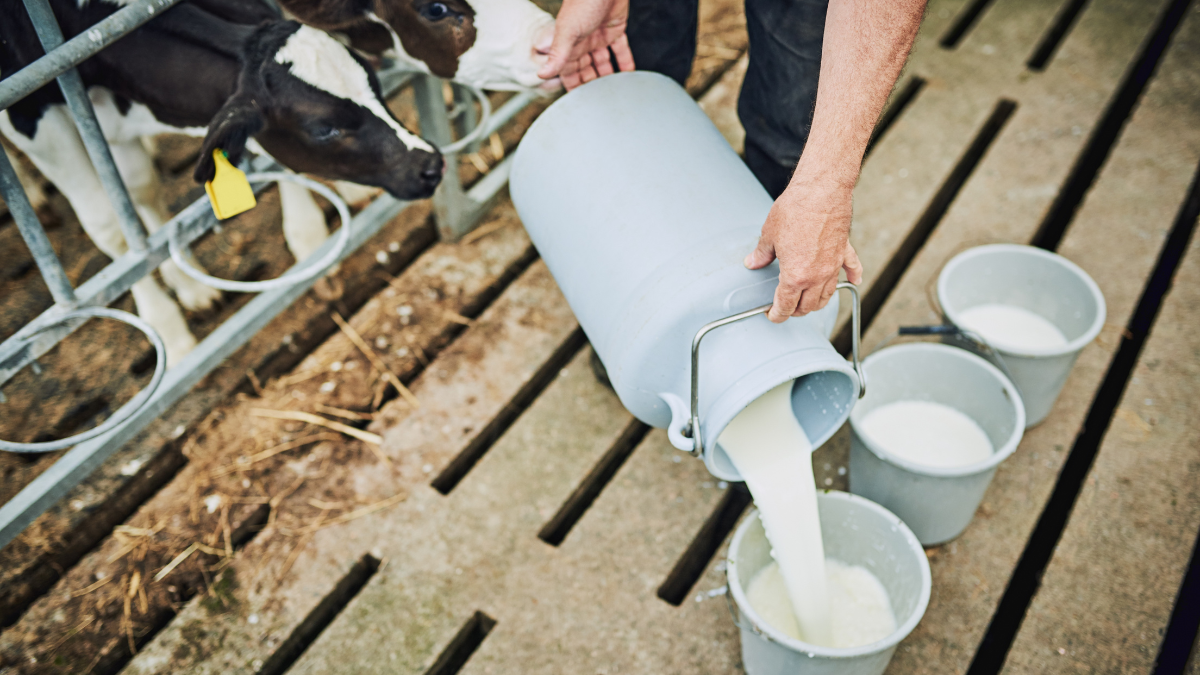 “Drink more milk”: Here’s what the MD of Asia Farms Network says on lactose intolerance