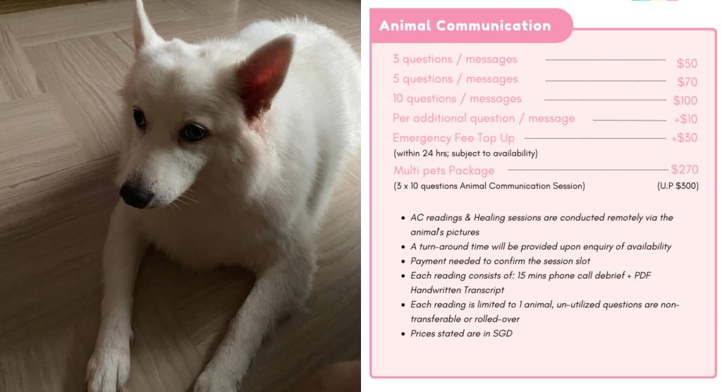 PACT animal communication services rates