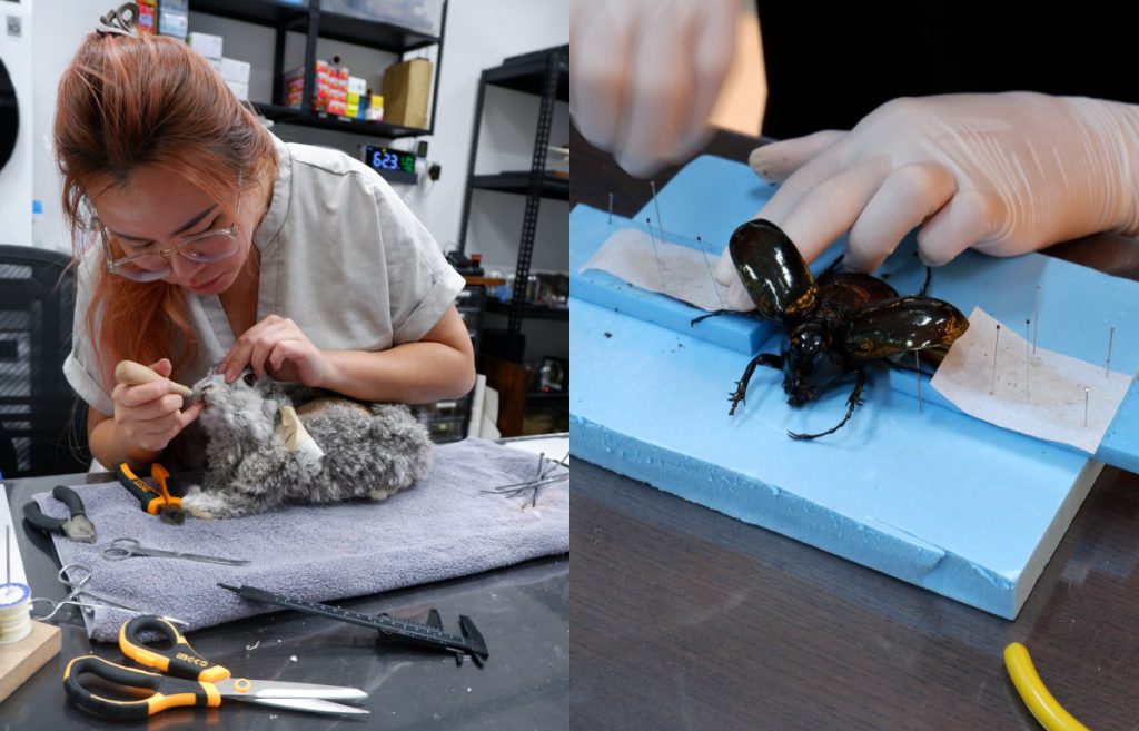 black crow taxidermy & art animal preservation