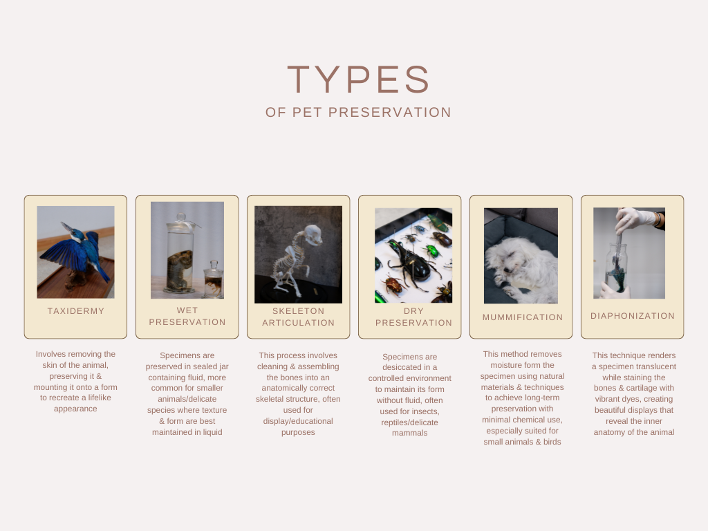 types of pet preservation offered at black crow taxidermy & art
