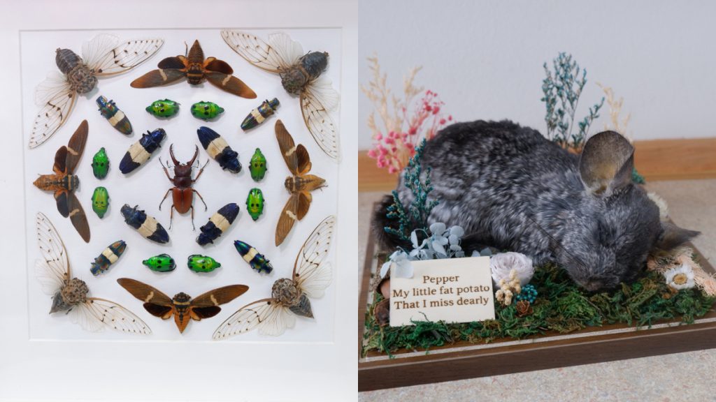 pet preservation displays at black crow taxidermy & art