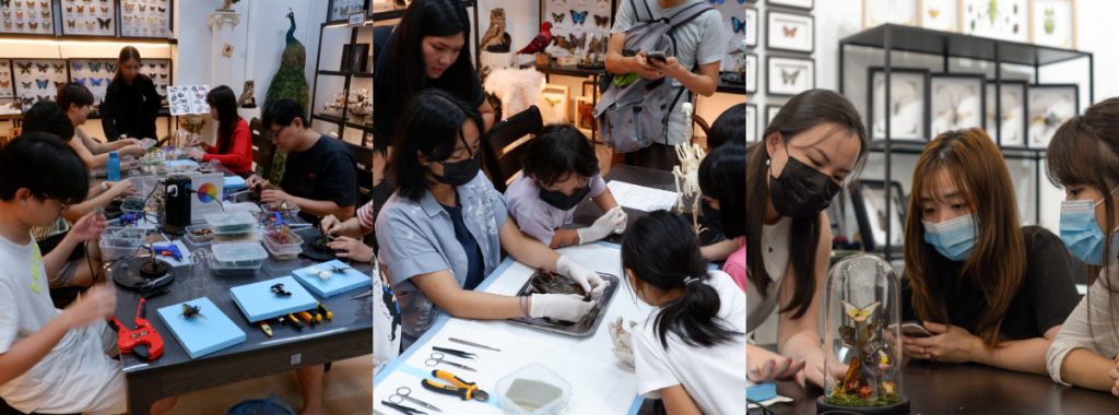 taxidermy workshops conducted at black crow taxidermy & art