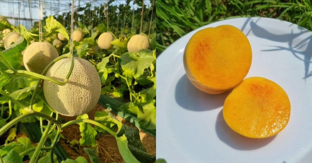 timo & farmers muskmelon peach