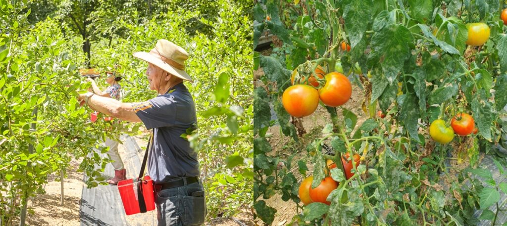 timo & farmers farmer tomatoes