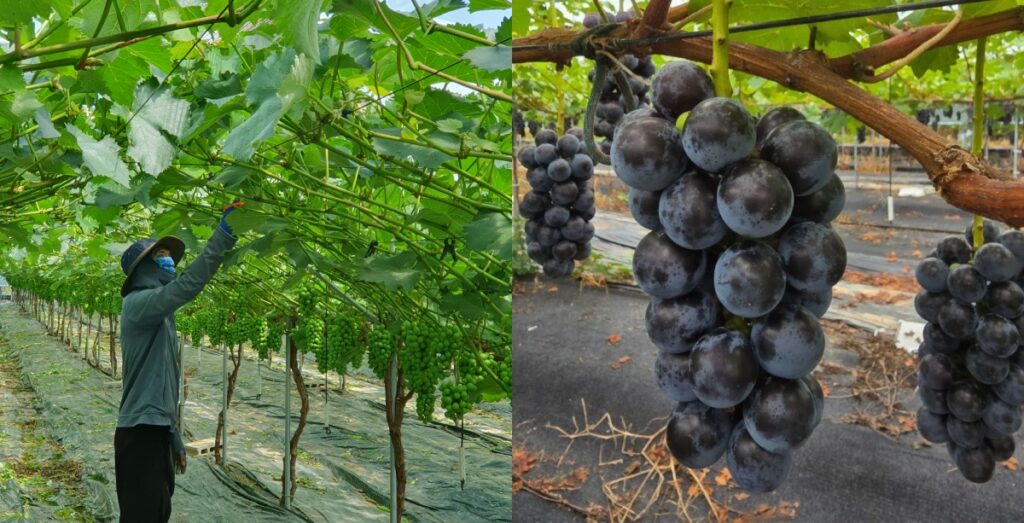 timo & farmers kohyo grapes