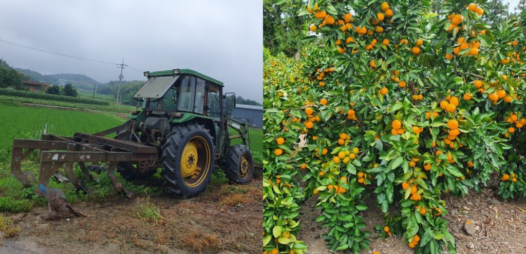 timo & farmers korean farm tangerines
