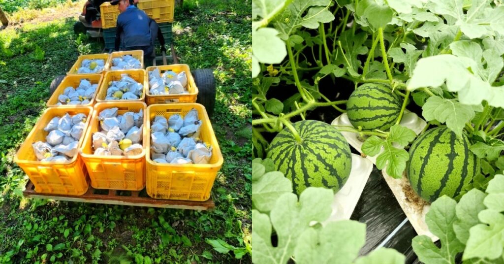 timo & farmers shingo pears watermelon